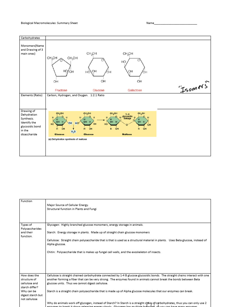 Overview of Biological Macromolecules | PDF | Polysaccharide | Nucleic ...