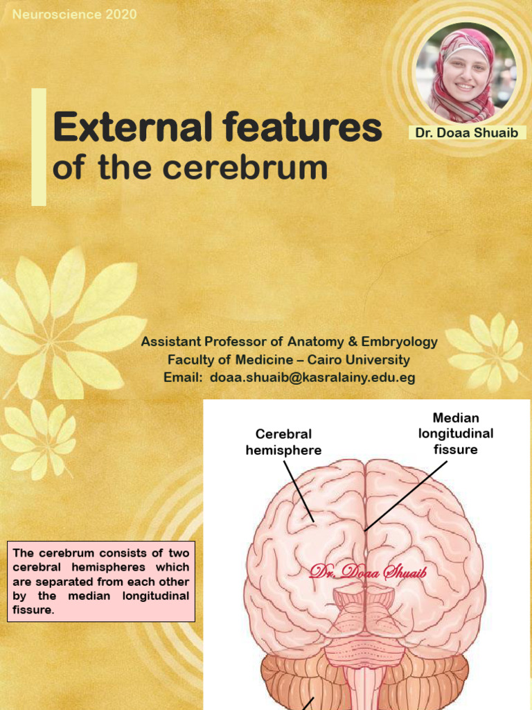 External Features of The Cerebrum - Doaa 2020 | PDF | Cerebral ...