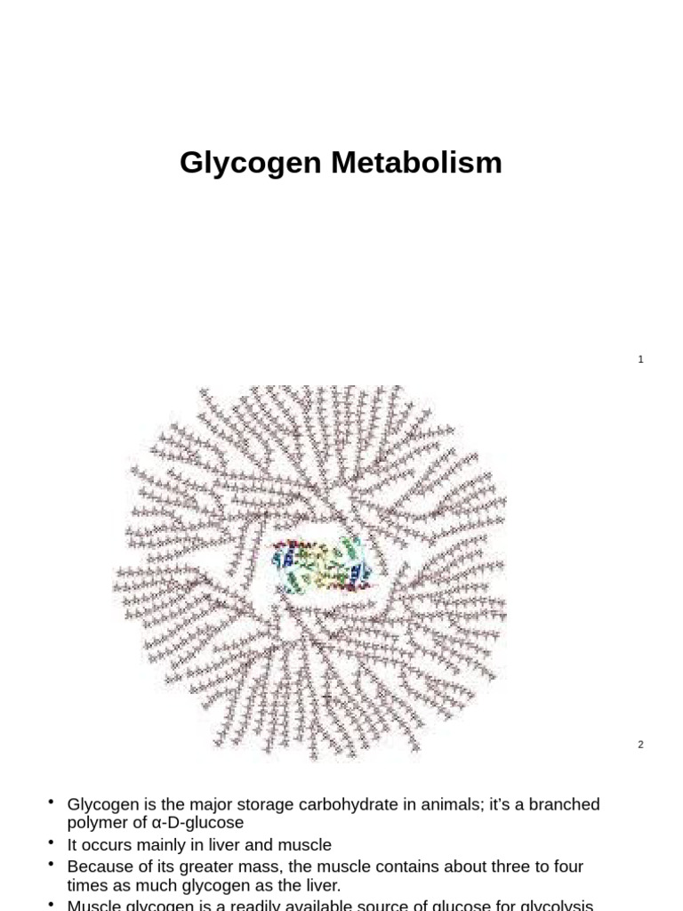Glycogen Metabolism Overview and Pathways | PDF | Glycogen | Glucose