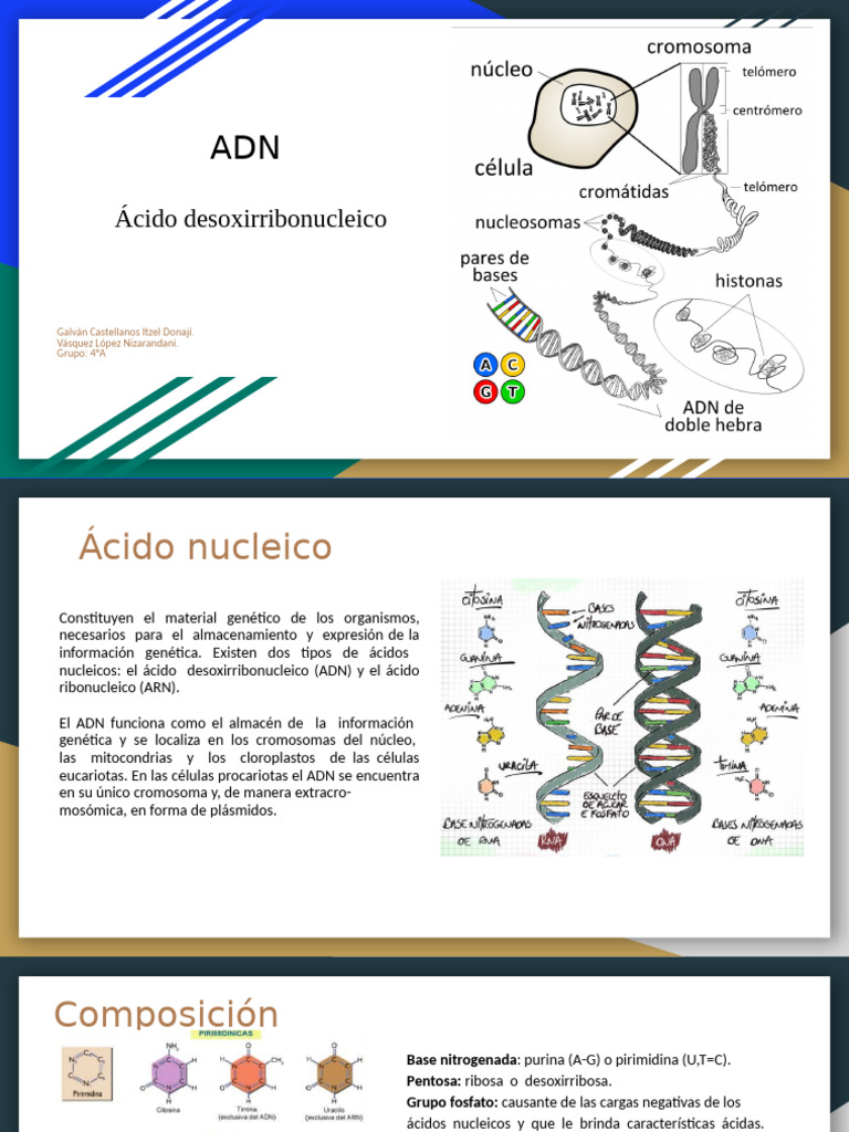 ADN Biología | PDF | Adn | Nucleótidos