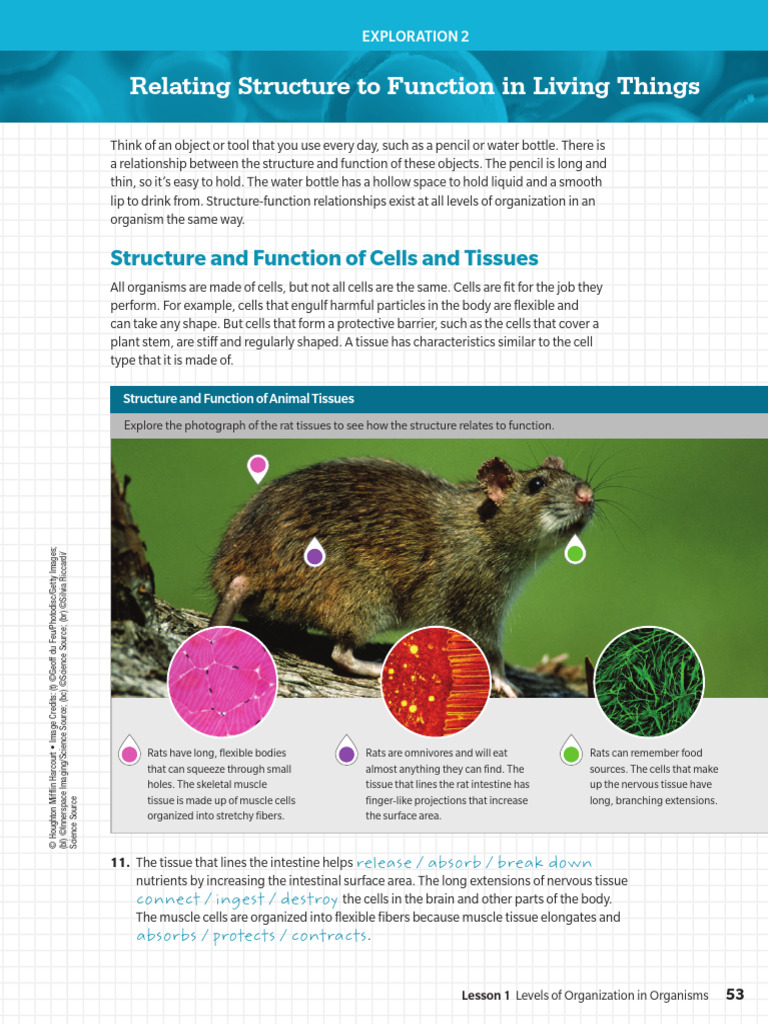Kami Export - Farah Marmash - MS LS 1-3 L3 PP 53-55 | PDF | Tissue ...