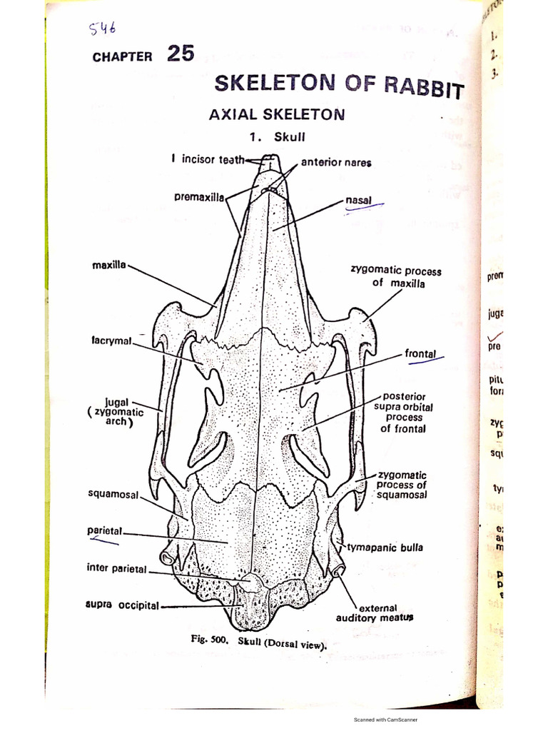 Rabbit Skeleton | PDF