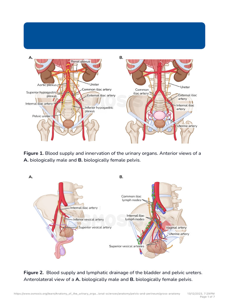Anatomy of The Urinary Organs of The Pelvis - Video - Osmosis | PDF ...