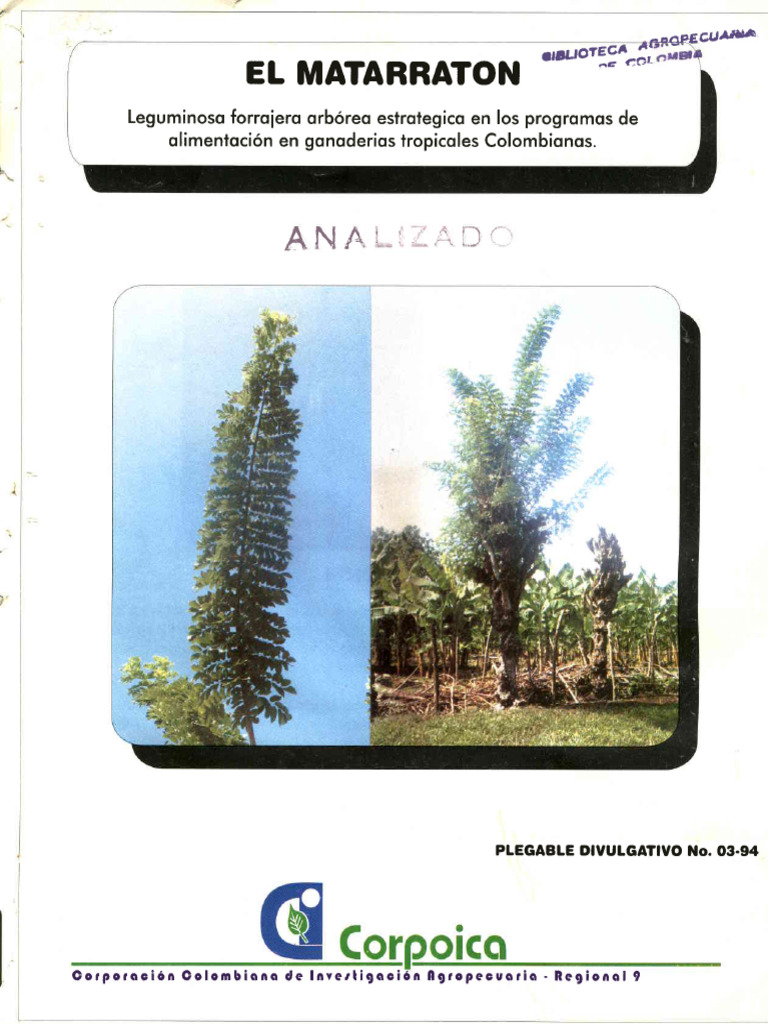 El Matarraton: Ana I | PDF