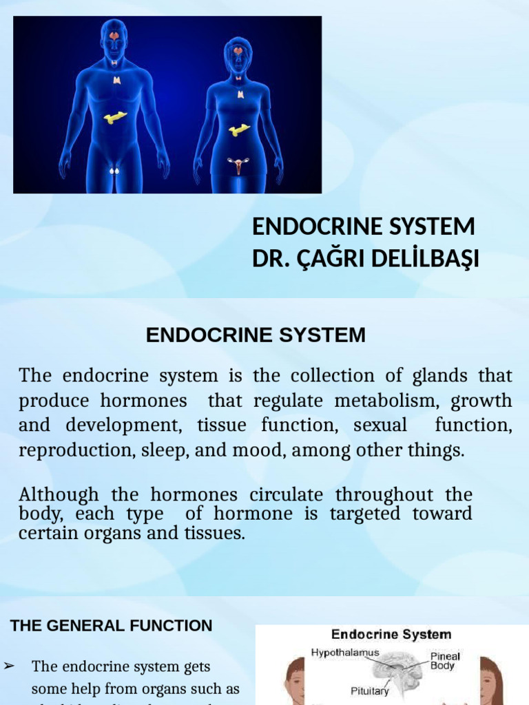 Overview of the Endocrine System | PDF | Adrenal Gland | Endocrine System