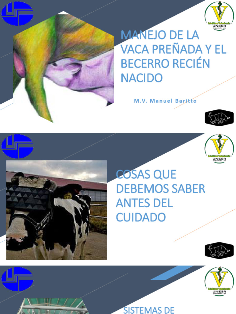 Cuidado de Vaca Preñada y Becerro | PDF | Vacas | Química