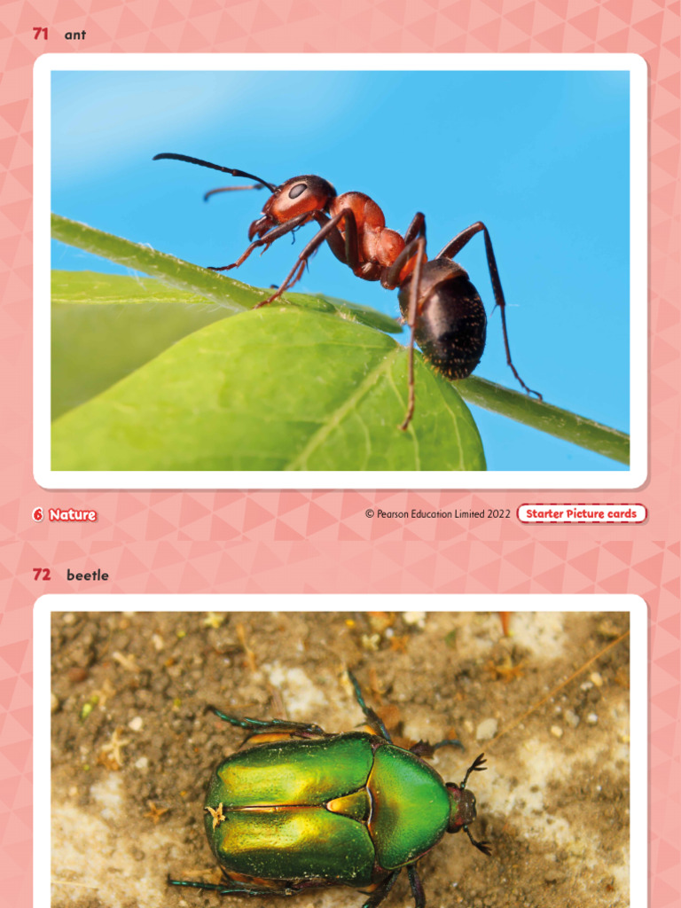 Nature Starter Picture Cards | PDF