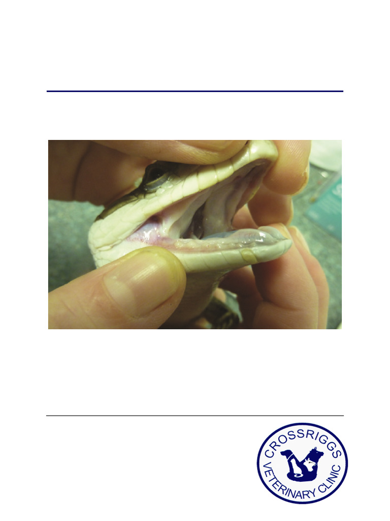 Geckos: Digestive Disorders Guide | PDF | Human Digestive System | Stomach