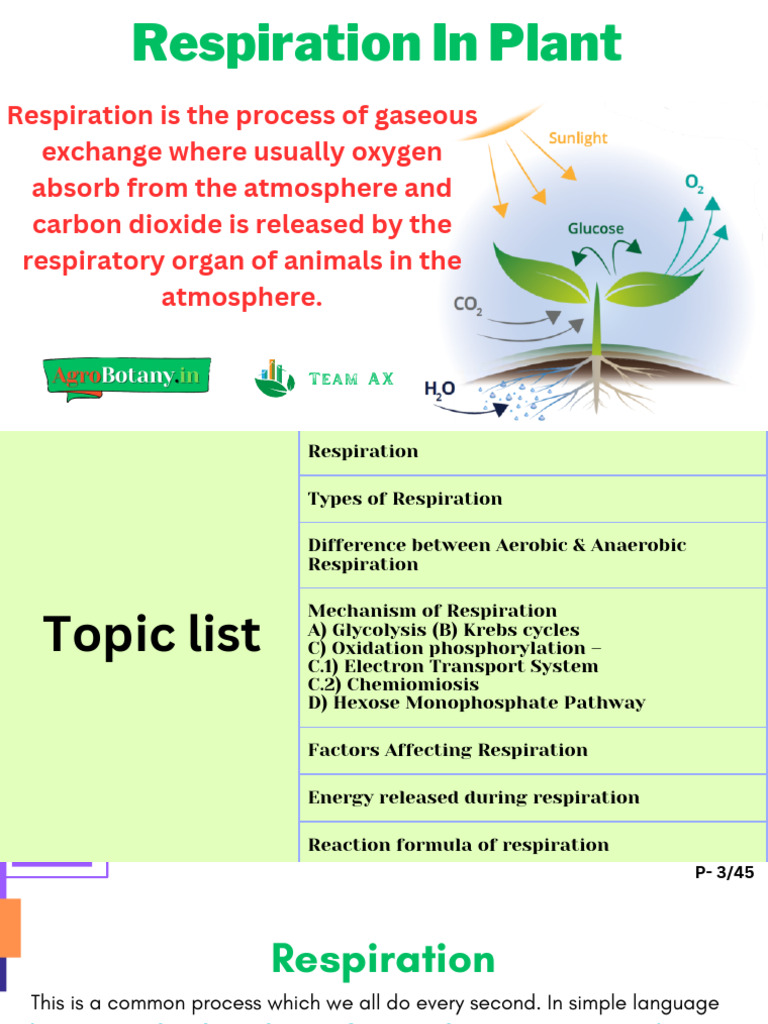 Plant Respiration: Types & Mechanisms | PDF | Electron Transport Chain ...