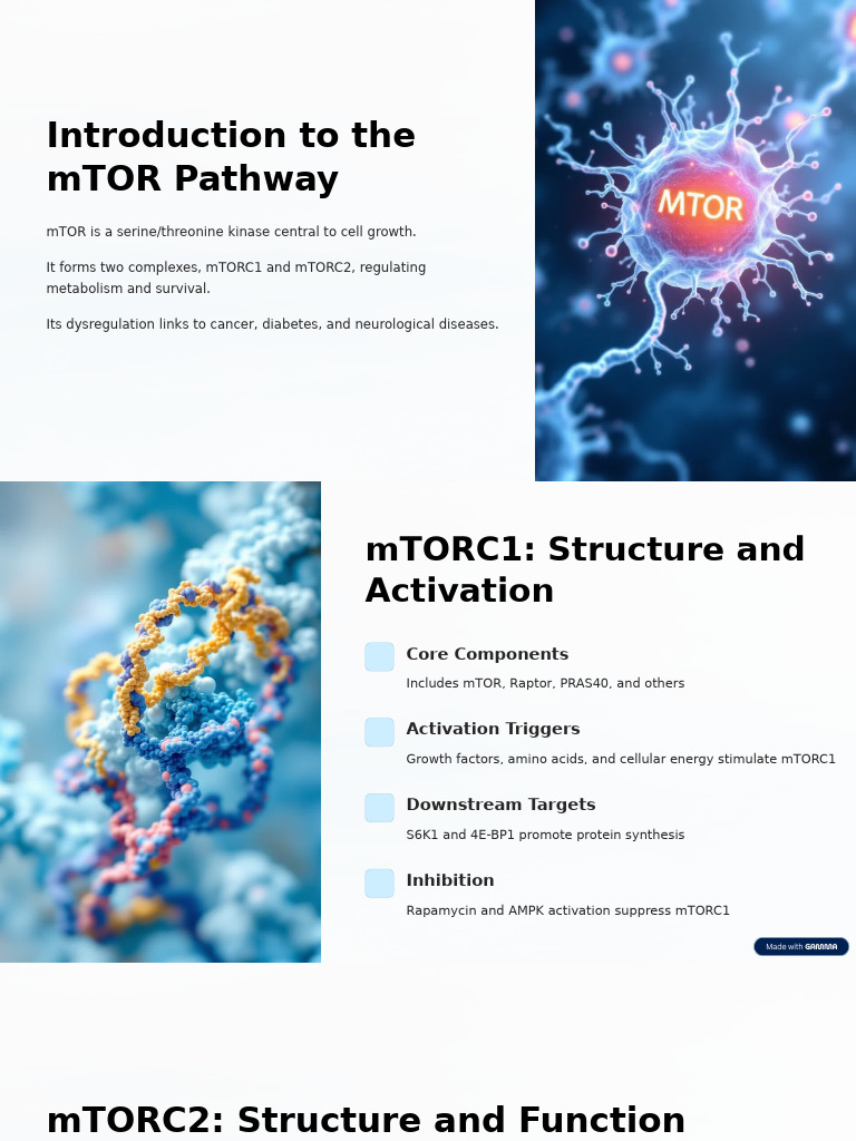 Overview of mTOR Pathway and Inhibitors | PDF | Protein Kinase B ...
