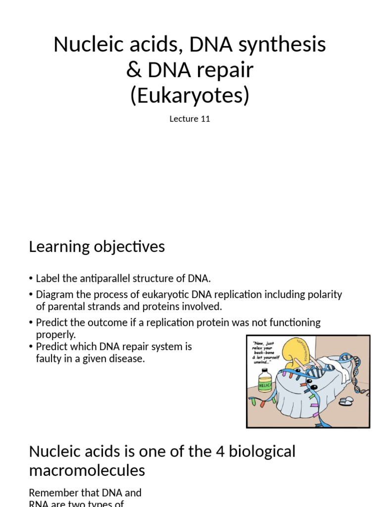 Biol113 Lec 11 Dna S | PDF | Dna Replication | Primer (Molecular Biology)