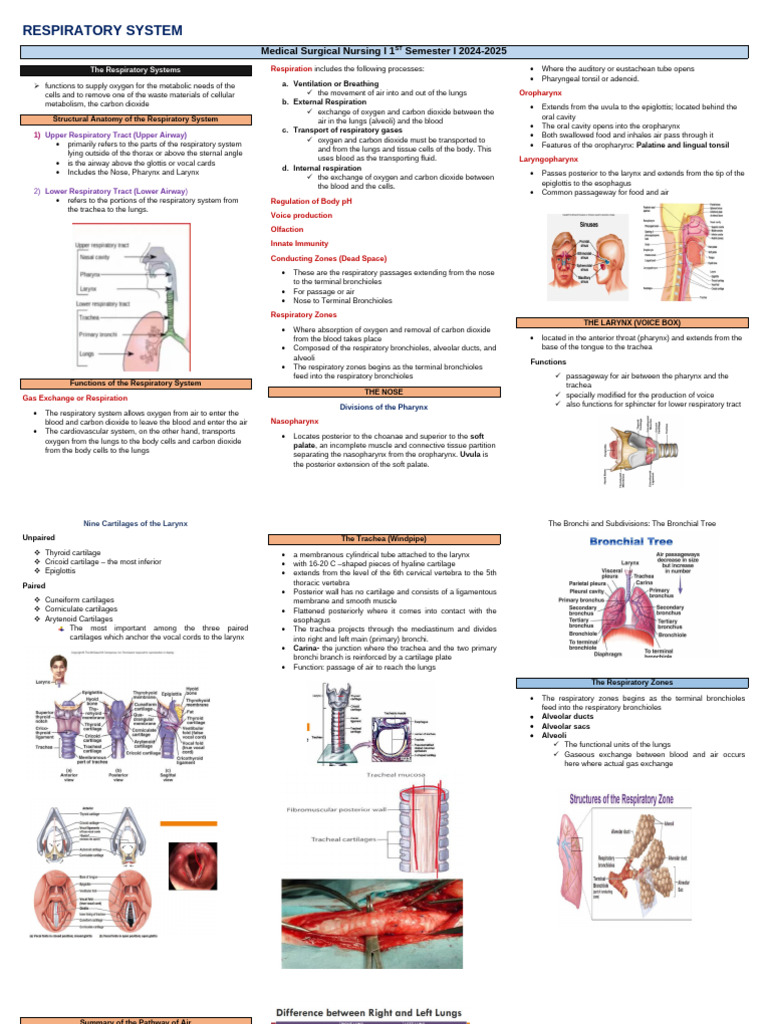 Overview of the Respiratory System | PDF | Respiratory Tract ...