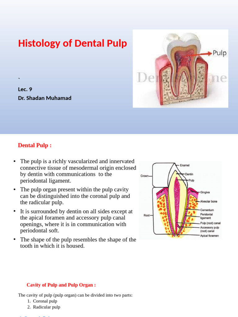 Dental Pulp Histology Overview | PDF | Dental Anatomy | Dentistry Branches