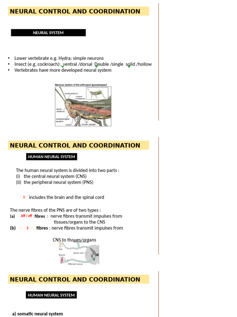 Speed Neural Control | PDF | Synapse | Chemical Synapse