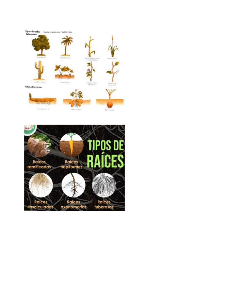 Raices | PDF