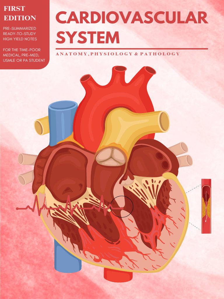 Cardiovascular System | PDF | Heart | Ischemia