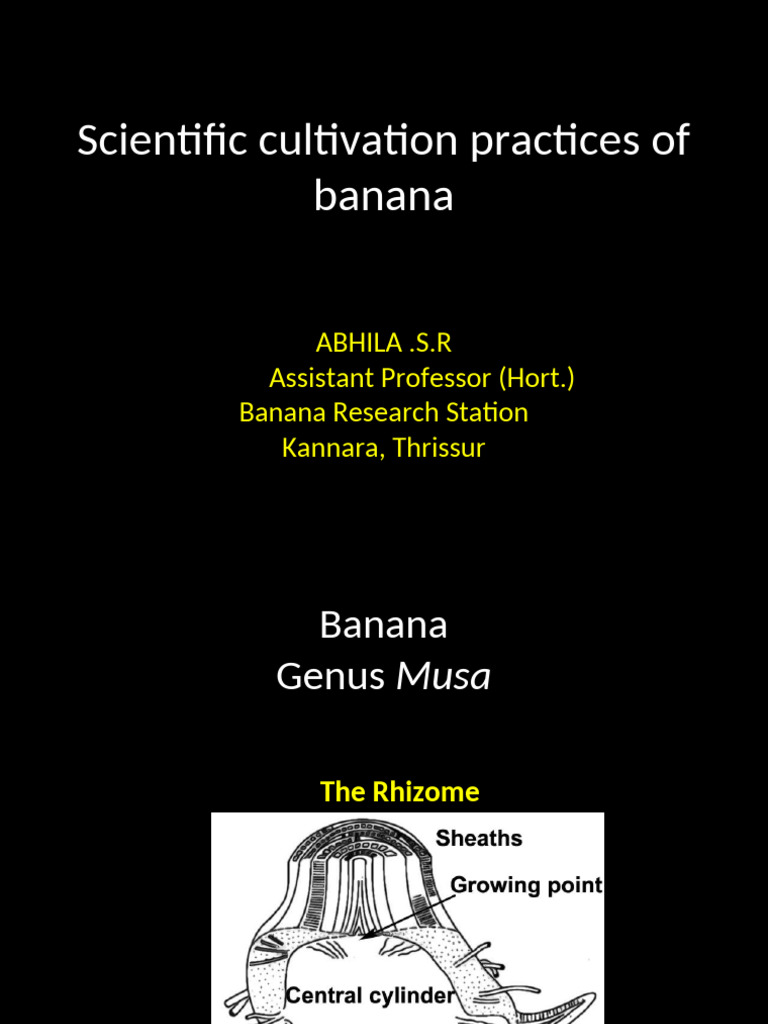 Scientific Practices in Banana Cultivation | PDF | Banana | Agriculture