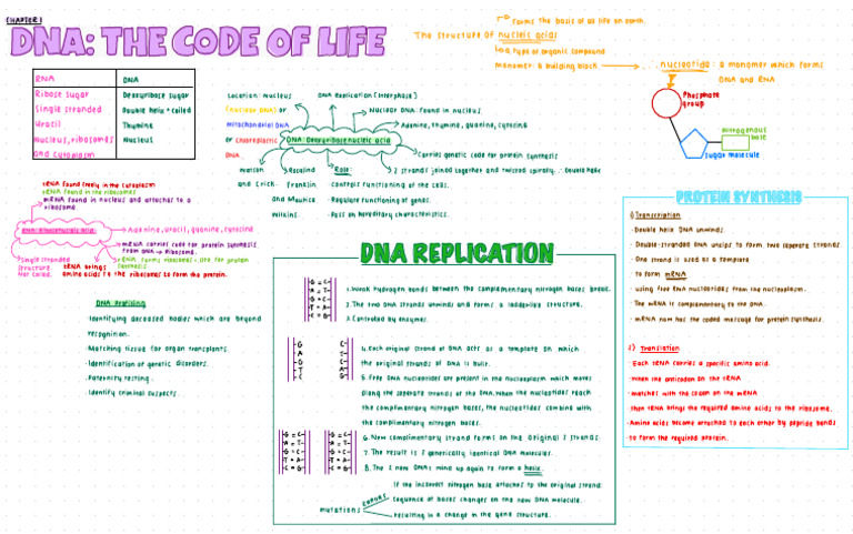 DNA Cheat Sheet Grade 12 | PDF | Dna | Translation (Biology)