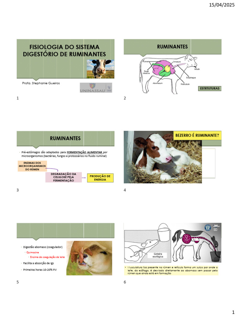 Fisiologia do Sistema Digestório de Ruminantes | PDF | Ruminante ...
