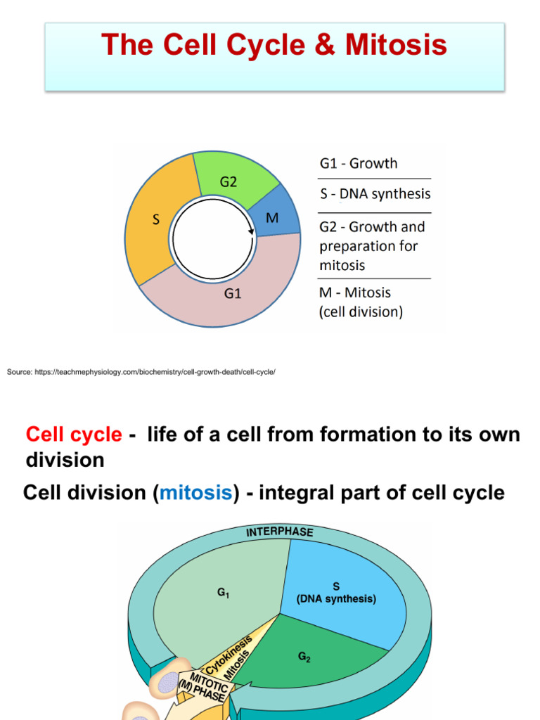 Bio+Cell+Cylcle+ +mitosis Meiosis+ | PDF | Meiosis | Mitosis