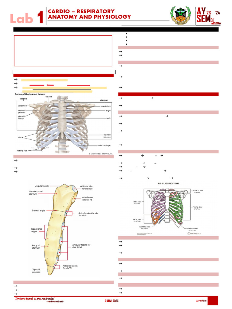 Thorax and Mediastinum Anatomy Overview | PDF | Thorax | Vertebra