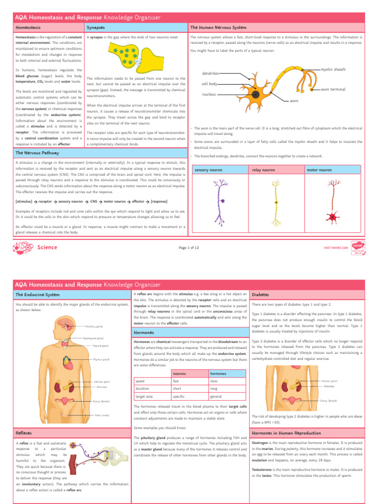AQA Homeostasis & Nervous System Guide | PDF | Neuron | Stimulus ...