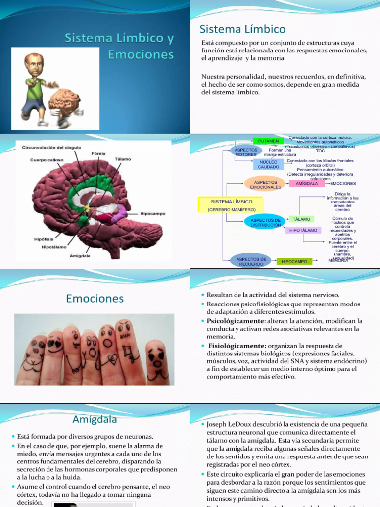 Como in Fluye El Sistema Limbico en Nuestras Emociones | PDF