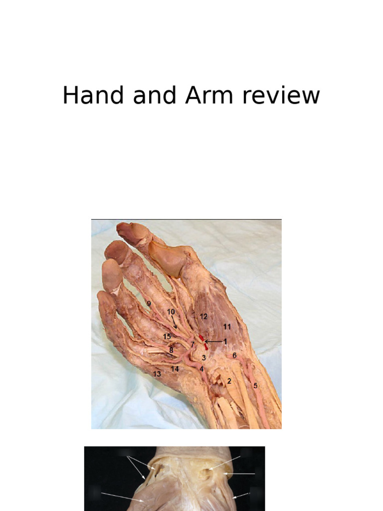 Arm and Hand Review | PDF