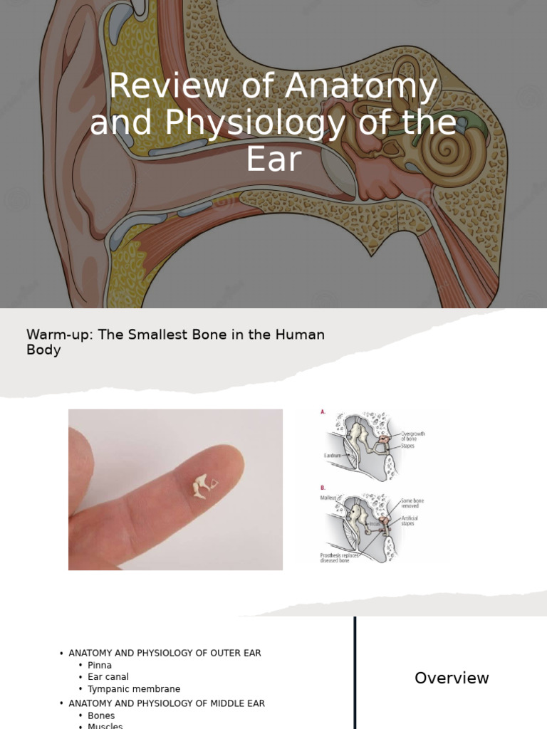 c2 - Anatomy and Physiology | PDF | Auditory System | Ear