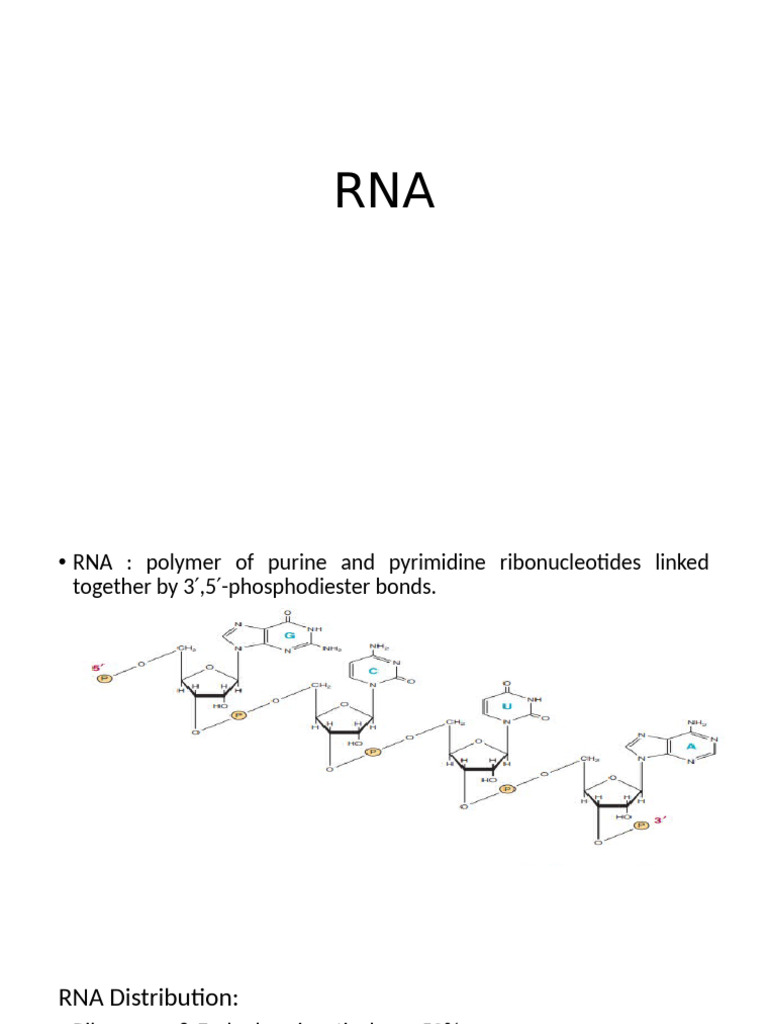 RNA Types, Transcription, and Processing | PDF | Messenger Rna | Rna