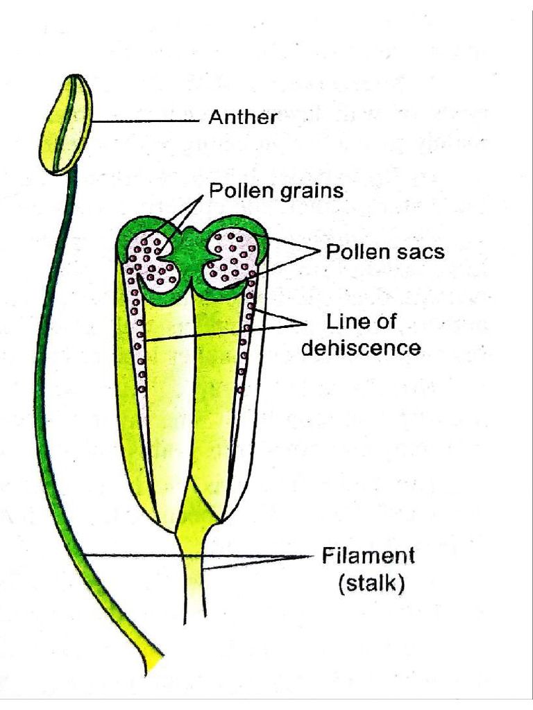 Chap.2 Sexual Reproduction in Flowering Plants, Related Diagram | PDF