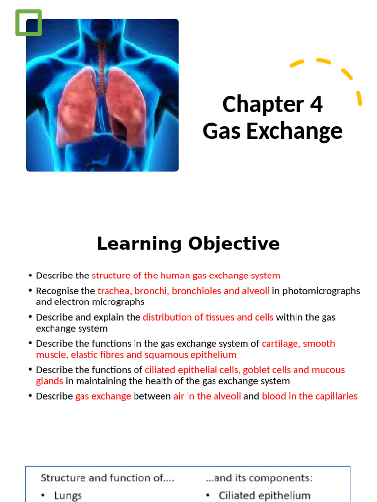Gaseous Exchange | PDF | Epithelium | Lung