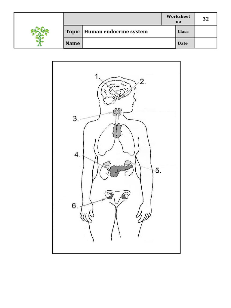 Worksheet 32 Human Endocrine 1469019414 | PDF