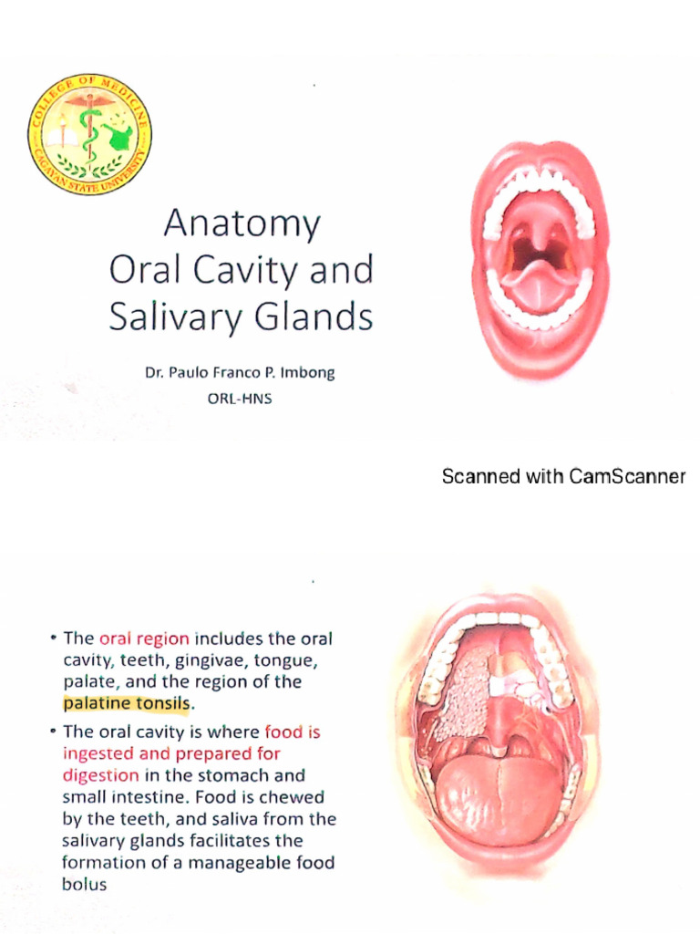 Oral Cavity and Salivary Glands DR Imbong 2 | PDF