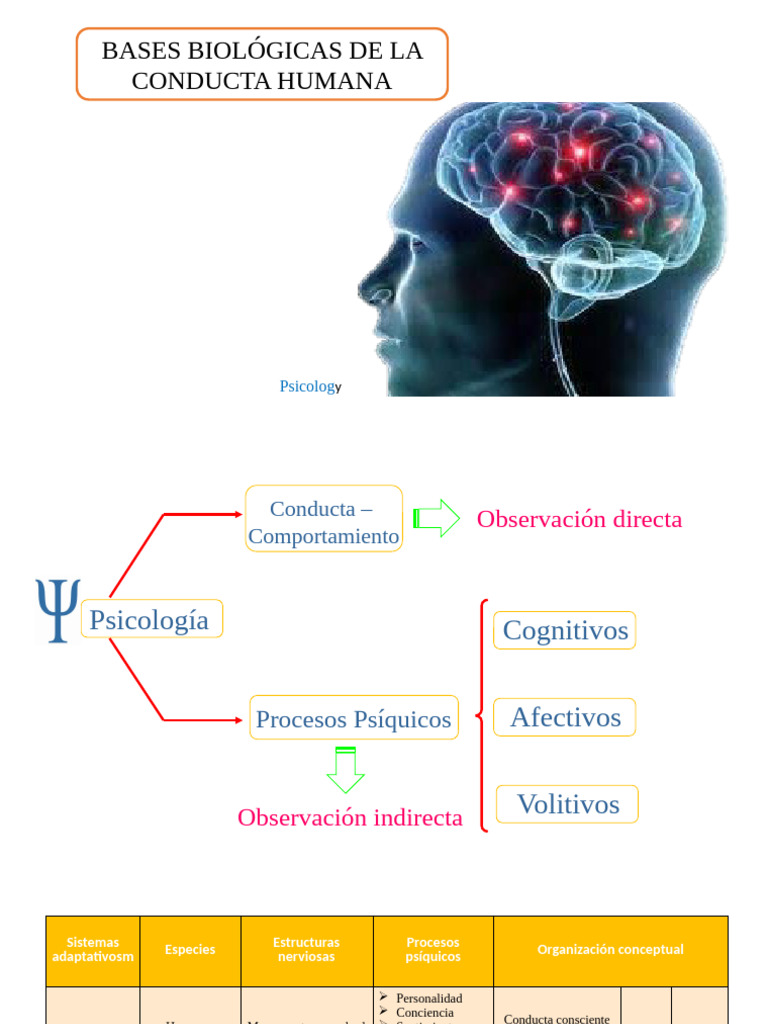 Bases Biológicas de la conducta humana I | PDF | Cerebro | Sistema límbico