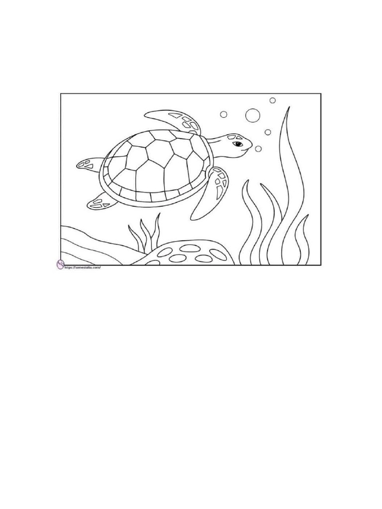 Turtle | PDF