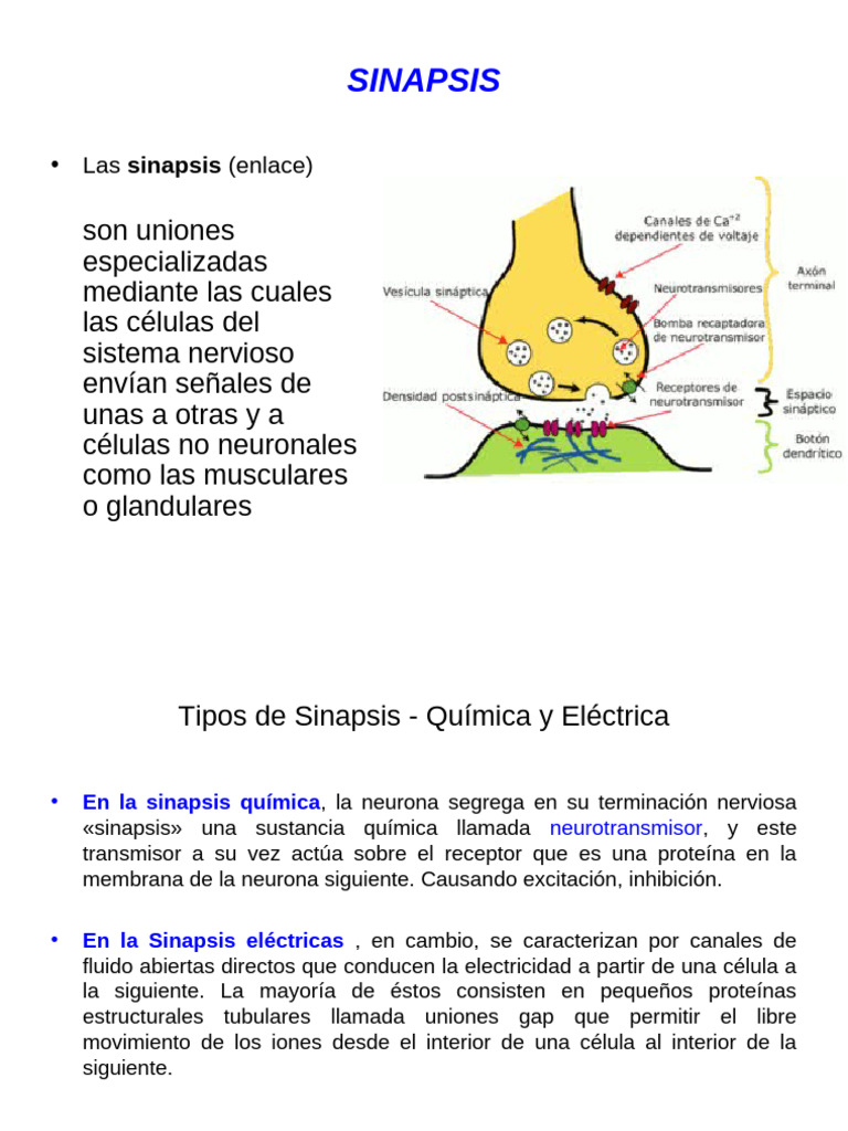Tipos y Funciones de las Sinapsis Neuronales | PDF | Sinapsis | Fisiología
