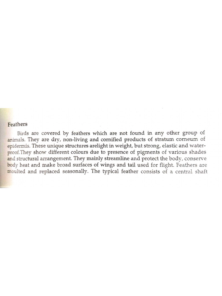 Feathers | PDF