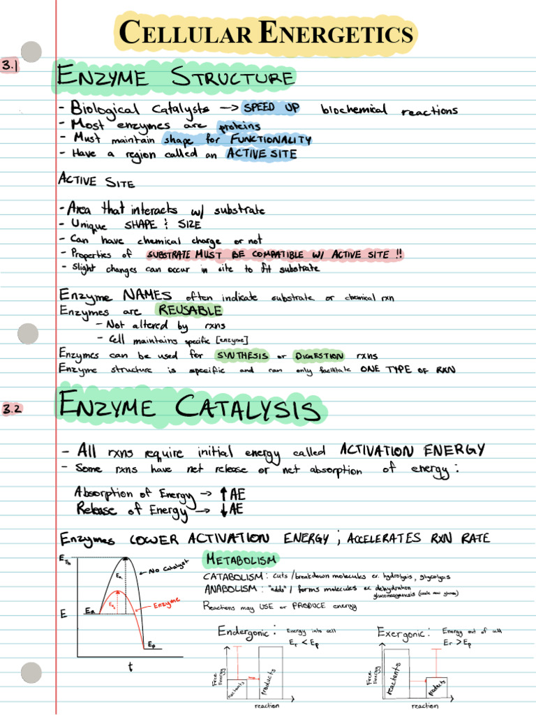 Cellular Energetics Overview | PDF | Cellular Respiration | Adenosine ...
