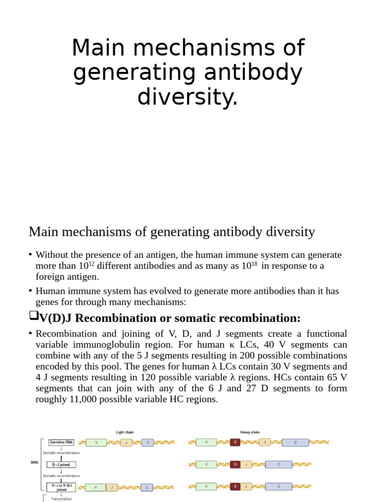 Mechanisms of Antibody Diversity | PDF | Antibody | B Cell