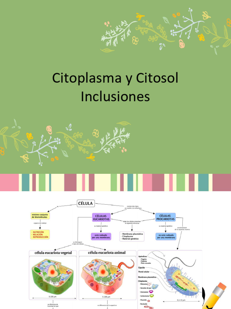 Estructura y Función del Citoplasma Celular | PDF | Membrana celular ...