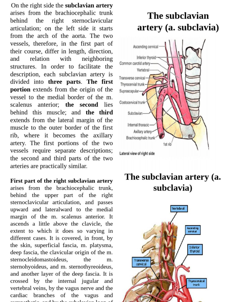 Subclavian Artery Anatomy Overview | PDF | Vertebra | Angiology