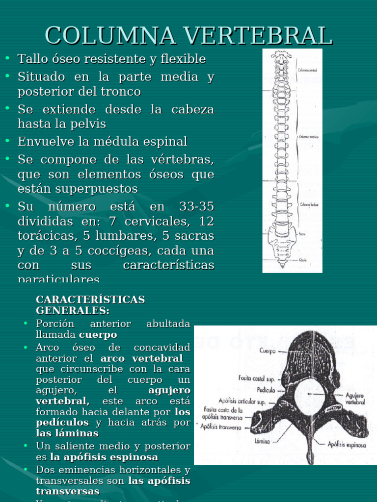 Estructura y Función de la Columna Vertebral | PDF | Vértebra | Sistema ...