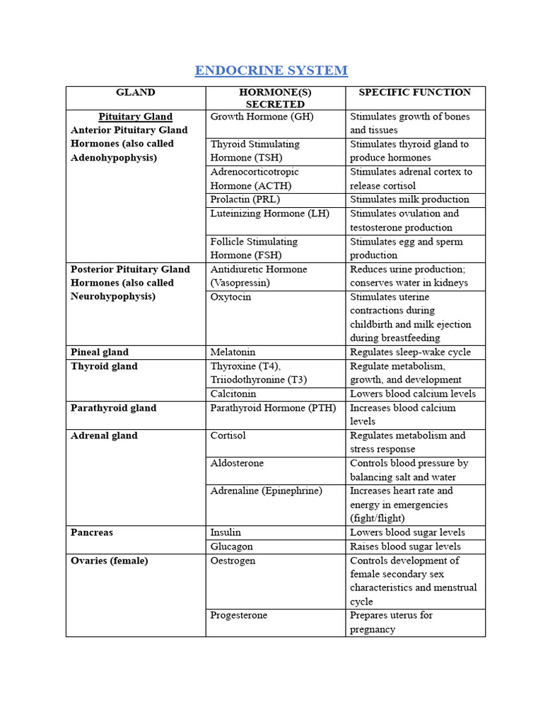 Endocrine System Overview for GNM 1st Year | PDF | Endocrine System ...