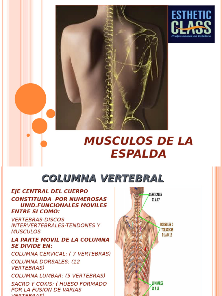 Anatomía de los Músculos de la Espalda | PDF | La columna vertebral ...