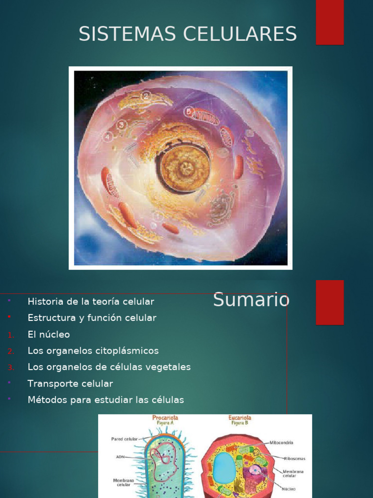 2.2.estructura y Función Celular | PDF | Citoplasma | Biología Celular)