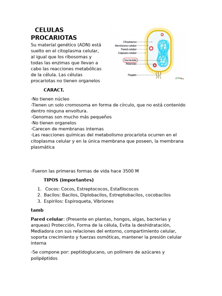 Características de Células Procariotas y Eucariotas | PDF | Membrana ...