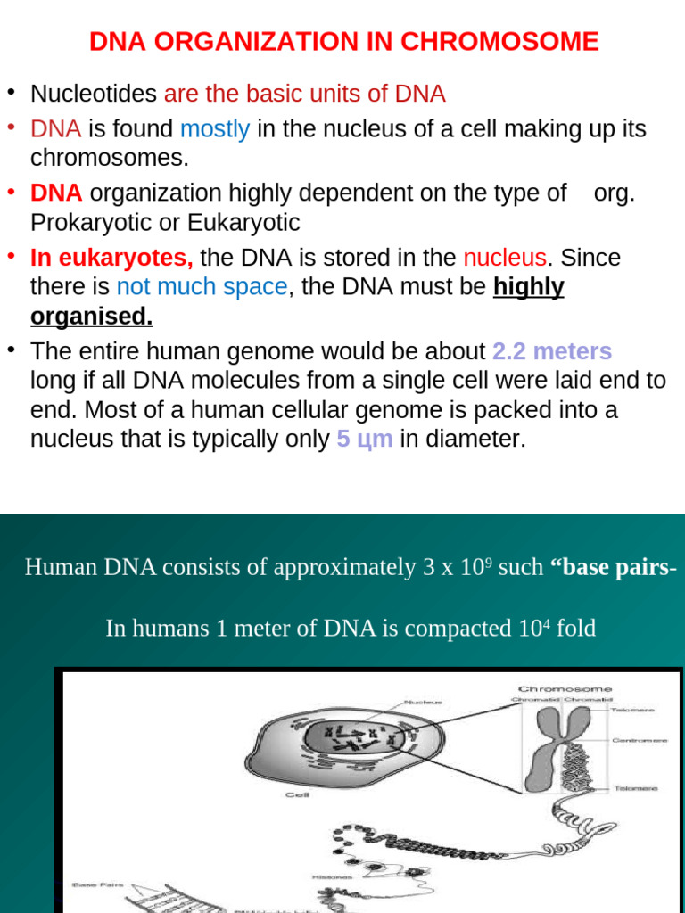 2 Chromosomes Updated | PDF | Chromosome | Dna