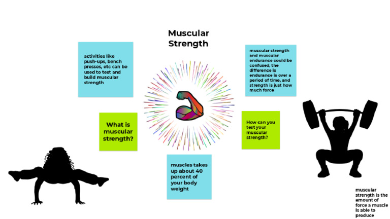 Muscular Strength | PDF