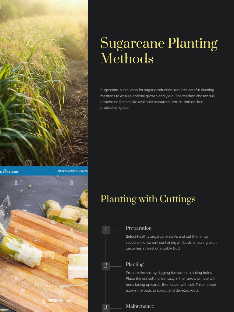 Sugarcane Planting Methods | PDF | Sugarcane | Plough